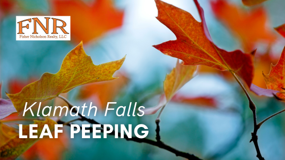 Where Fall Foliage Steals the Spotlight | Fisher Nicholson Realty